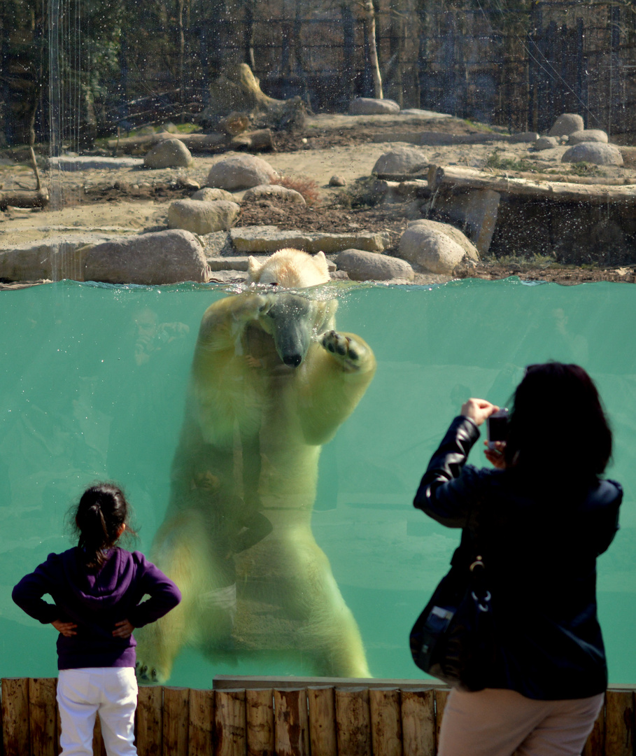 Eisbär an der Glasscheibe