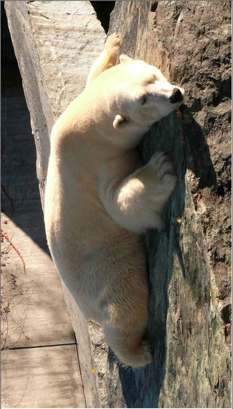 Eisbär an steiler Wand