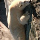 Eisbär an steiler Wand