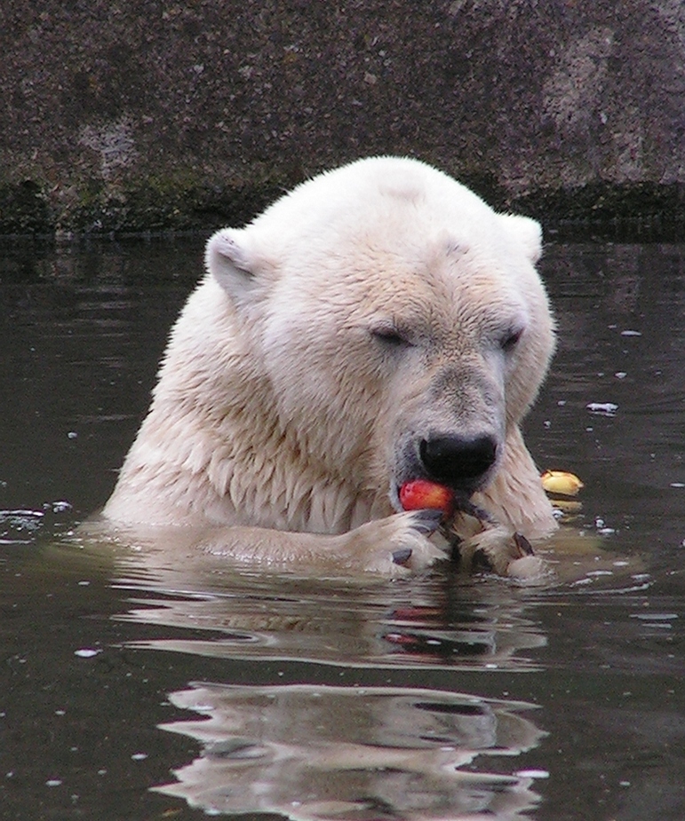 Eisbär auf Äpfeljagdt