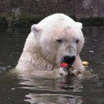 Eisbär auf Äpfeljagdt