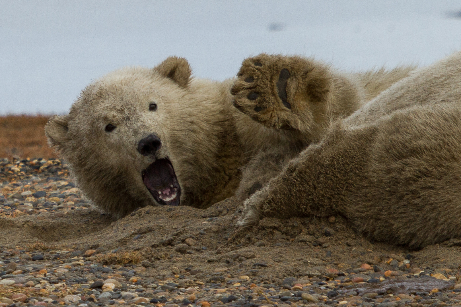 Eisbär auf Barter Island/Alaska