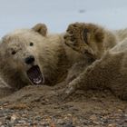 Eisbär auf Barter Island/Alaska