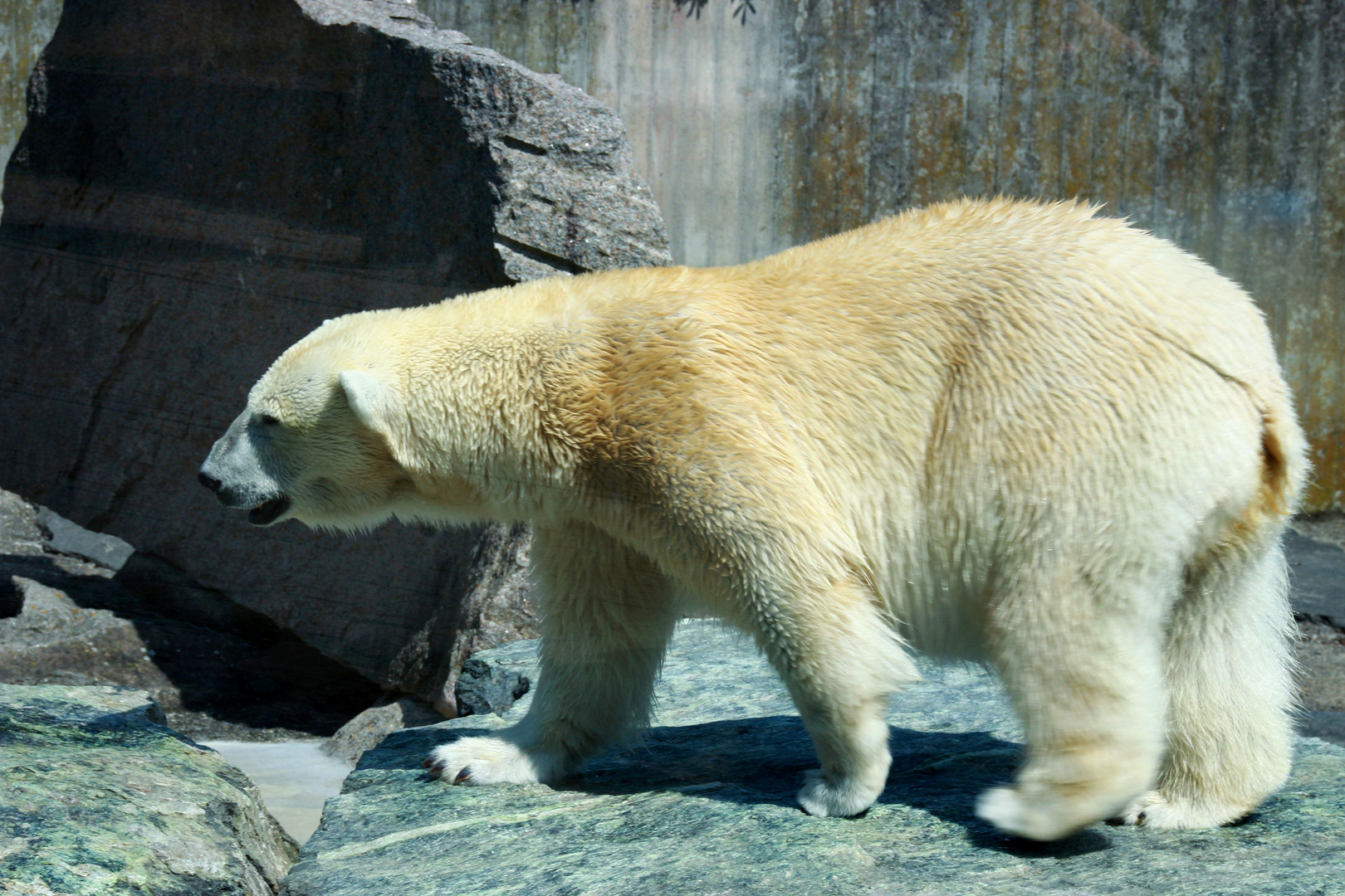Eisbär auf der Suche nach Abkühlung