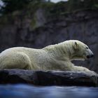 Eisbär auf einem Felsen, weil es kein Eis mehr gibt