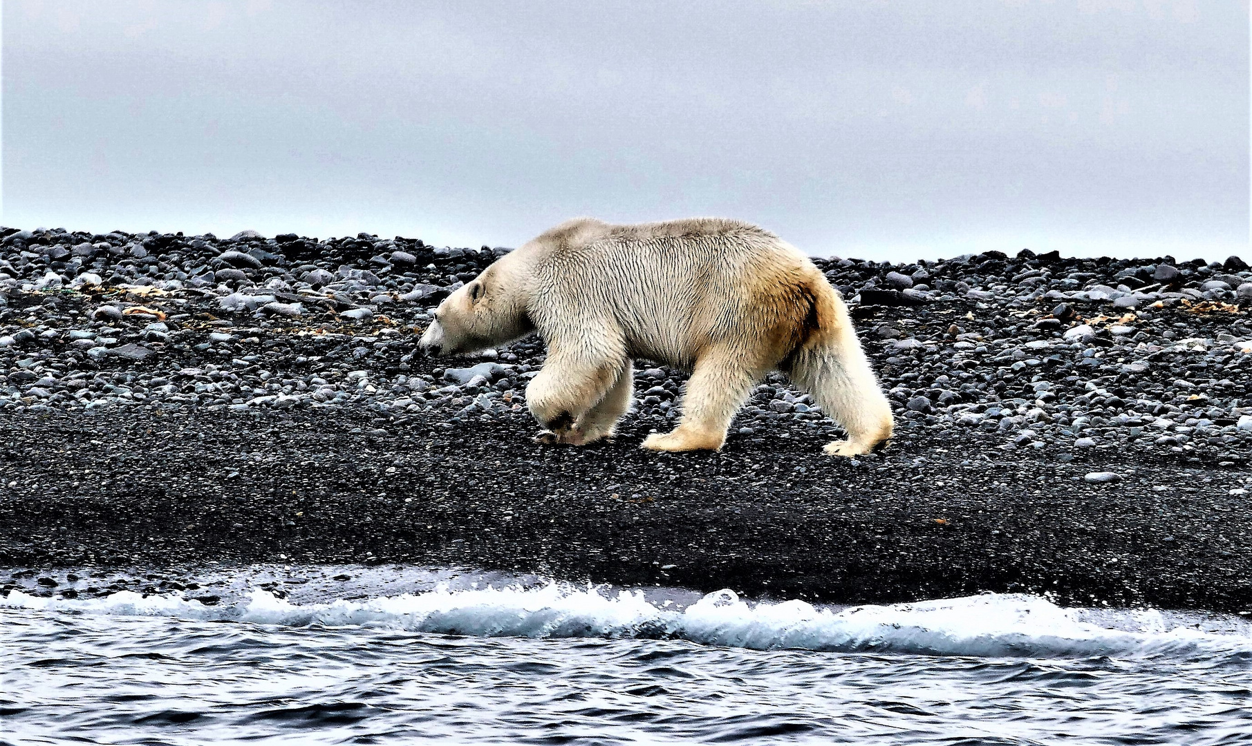 Eisbär auf Nahrungssuche im August