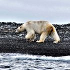 Eisbär auf Nahrungssuche im August