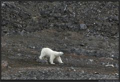 Eisbär auf nüchternen Magen..