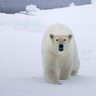 Eisbär auf Packeis