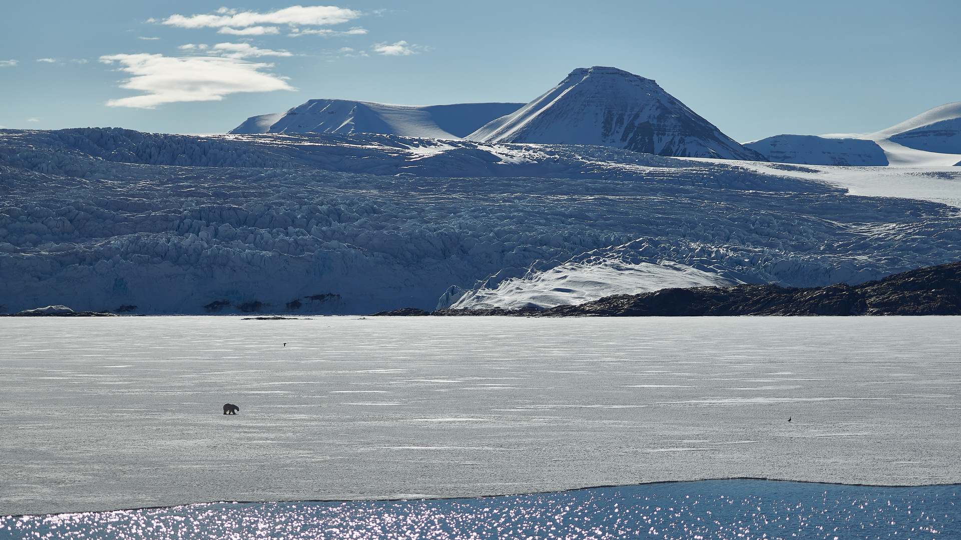 Eisbär auf Spitzbergen