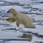 Eisbär auf Spitzbergen