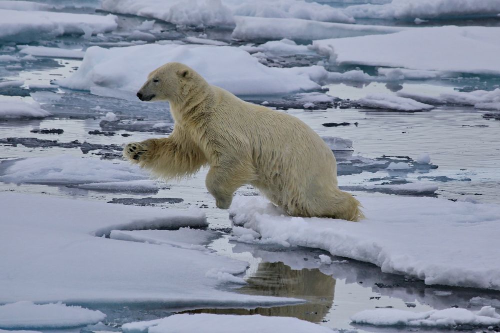 Eisbär auf Spitzbergen von Steffu 