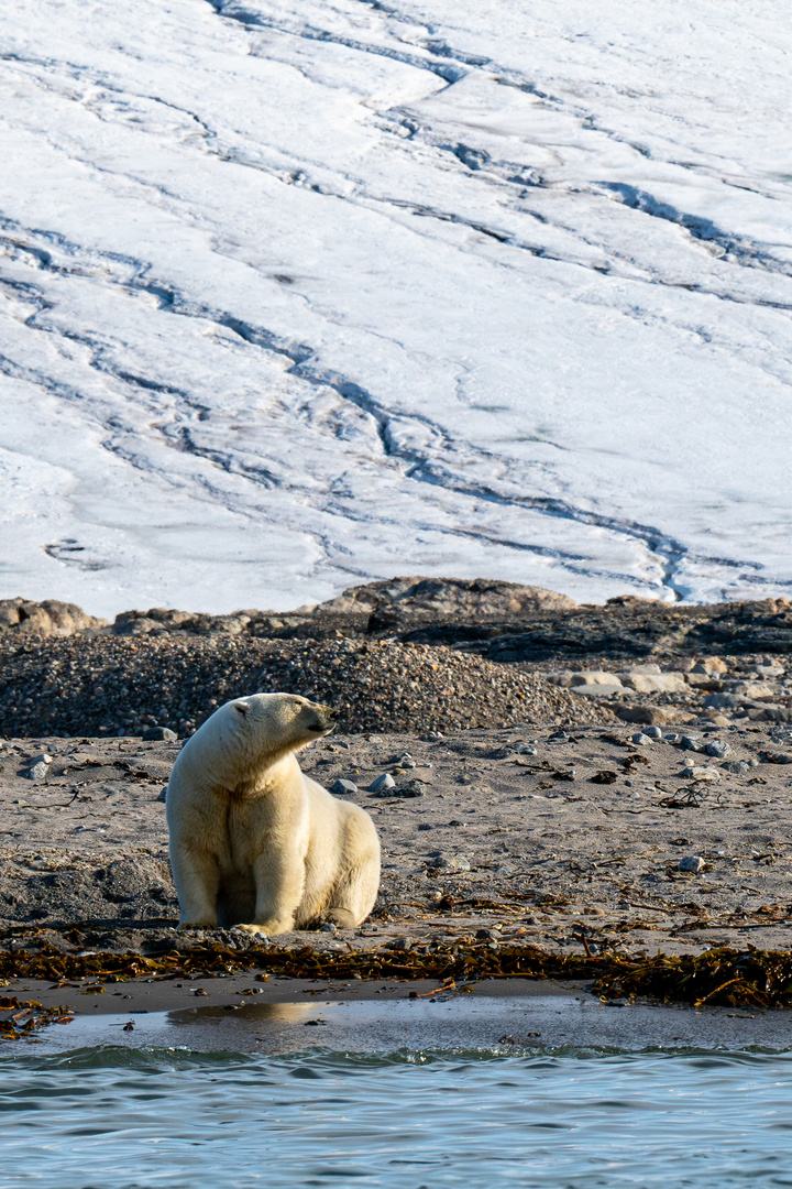 Eisbär auf Spitzbergen