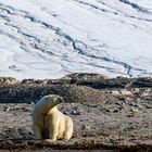 Eisbär auf Spitzbergen