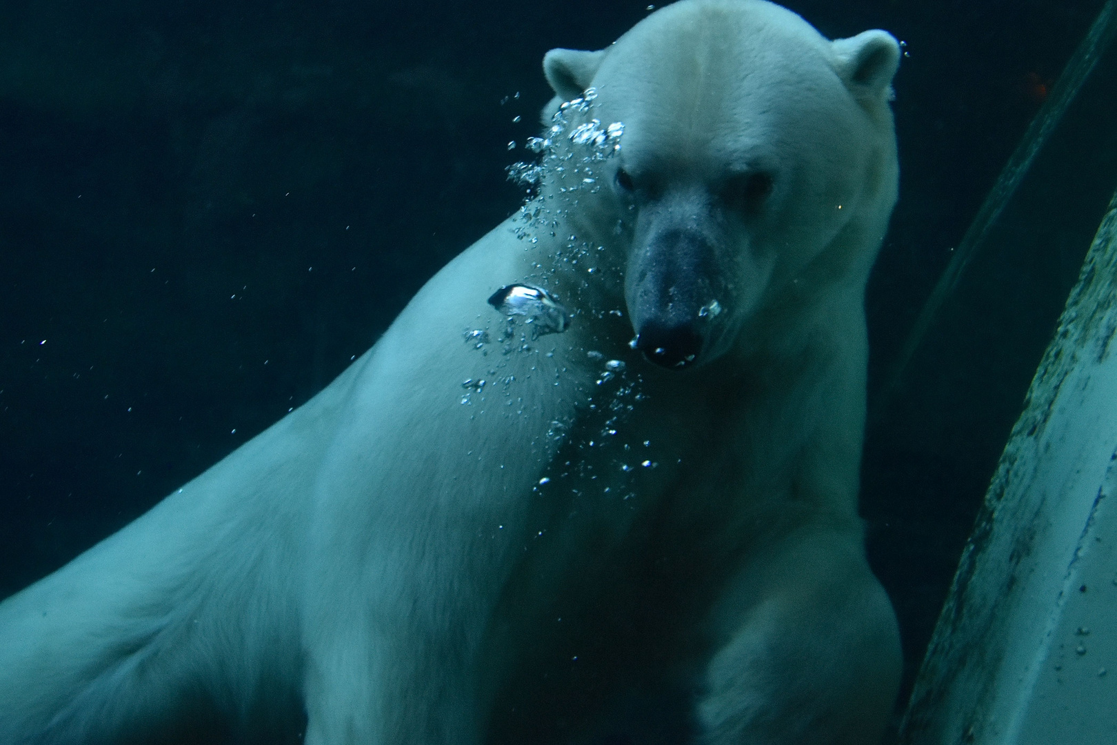 Eisbär Auf Tauchstation