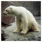 Eisbär aus dem Zoo Wilhelma