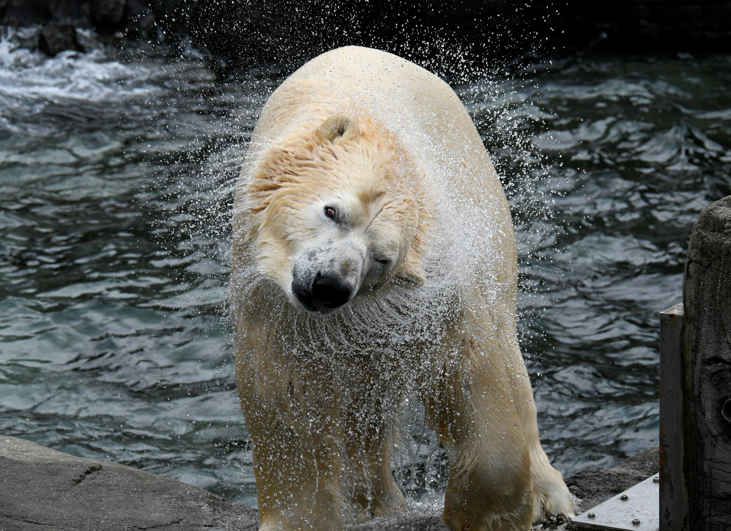 Eisbär aus der Yukon Bay Zoo Hannover