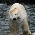 Eisbär aus der Yukon Bay Zoo Hannover