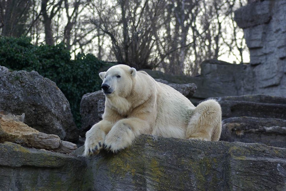 Eisbär