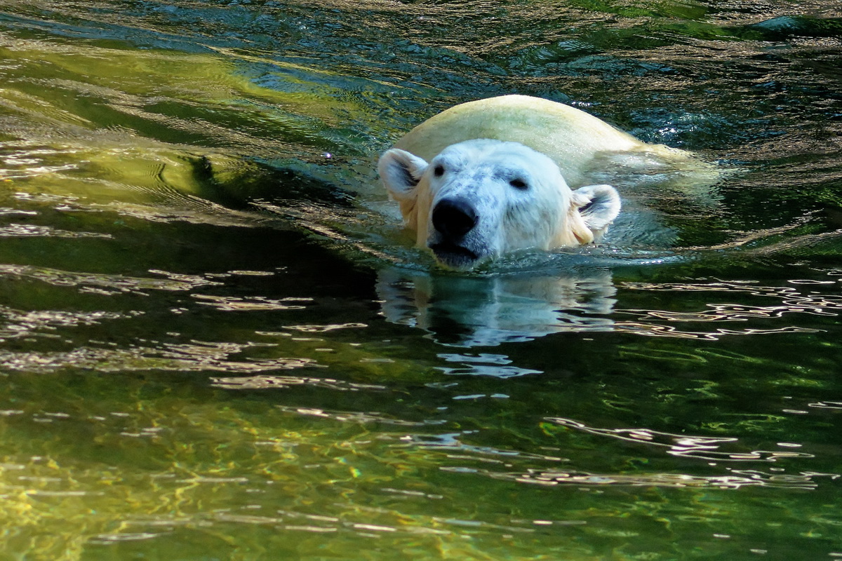 Eisbär