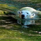 Eisbär