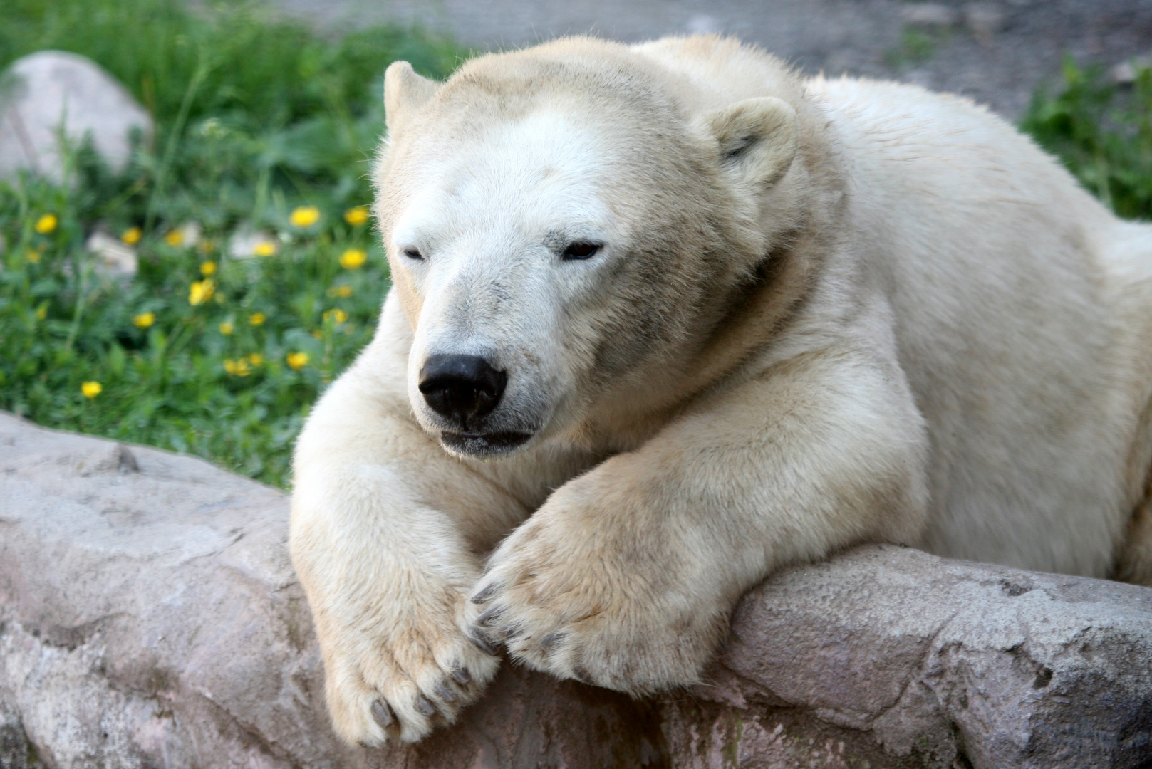 Eisbär