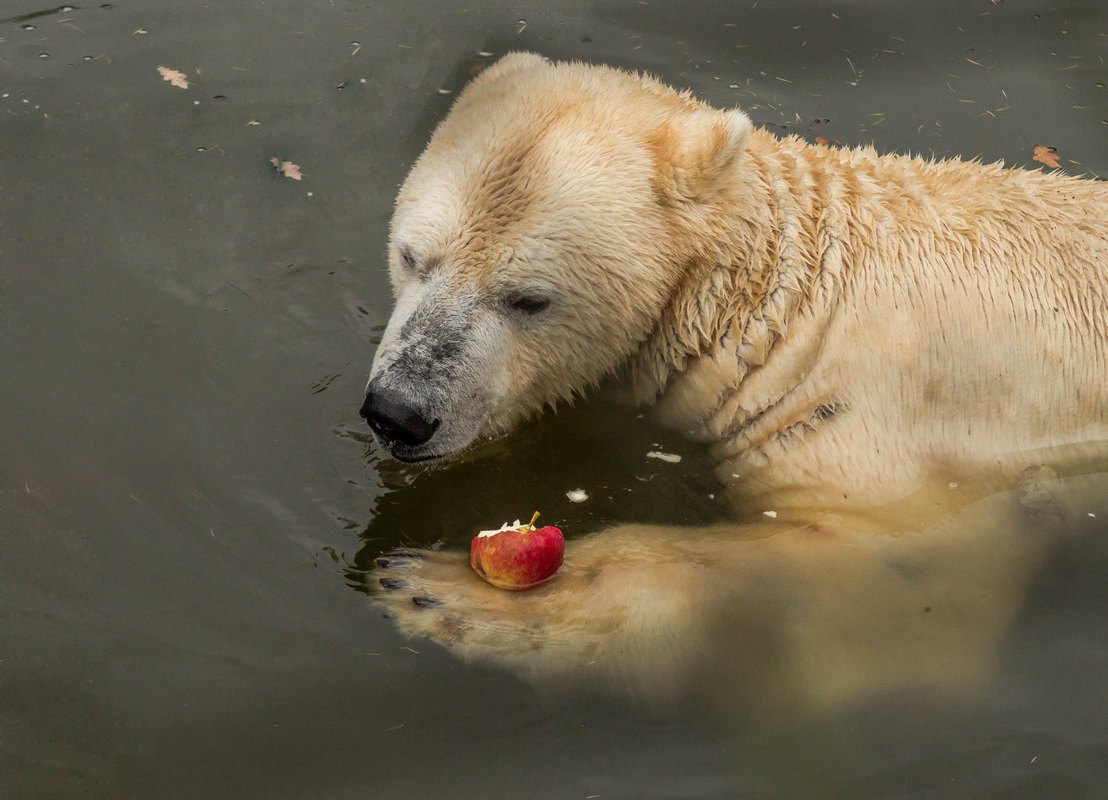 Eisbär 