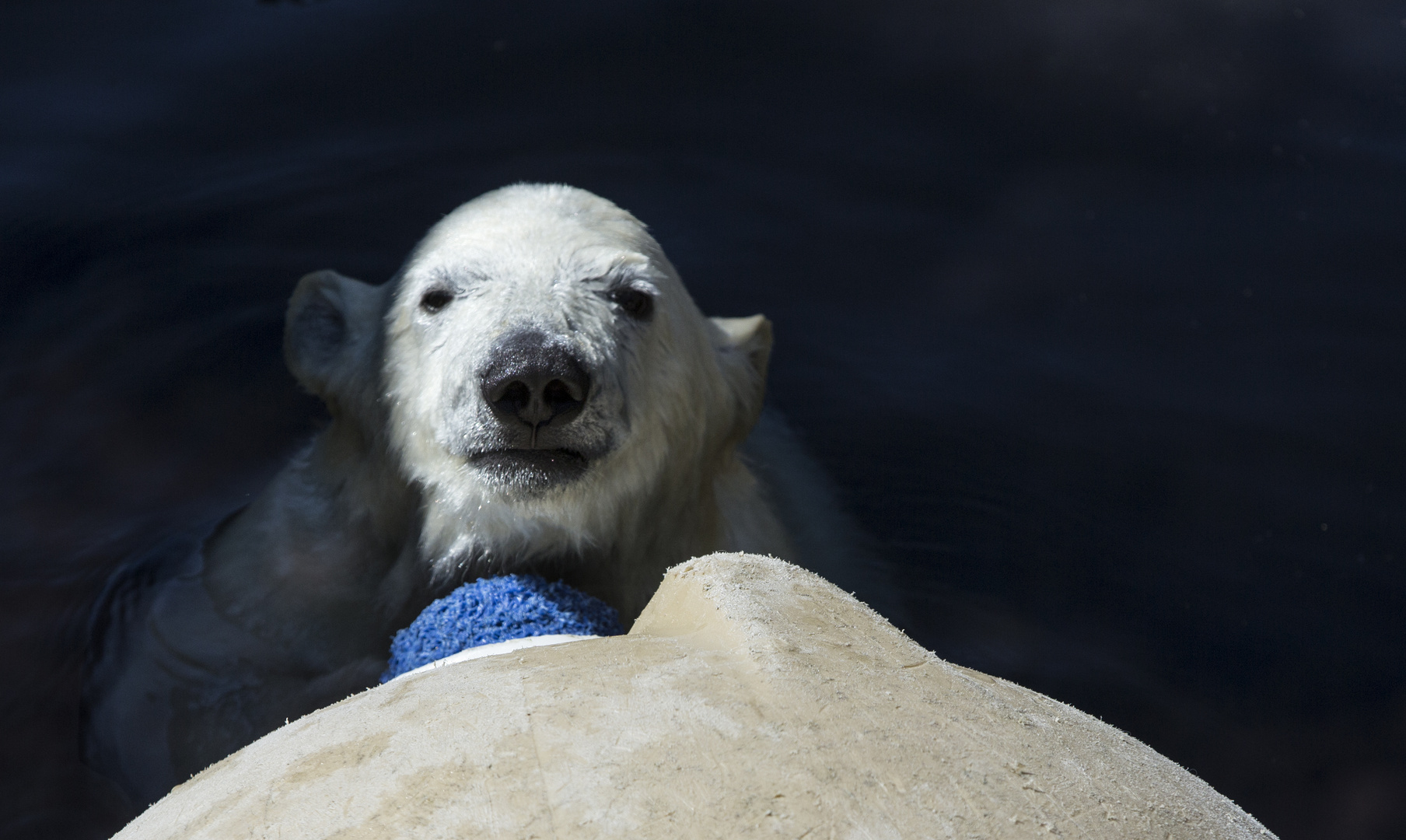 Eisbär