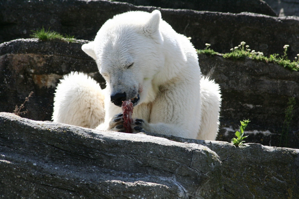 Eisbär