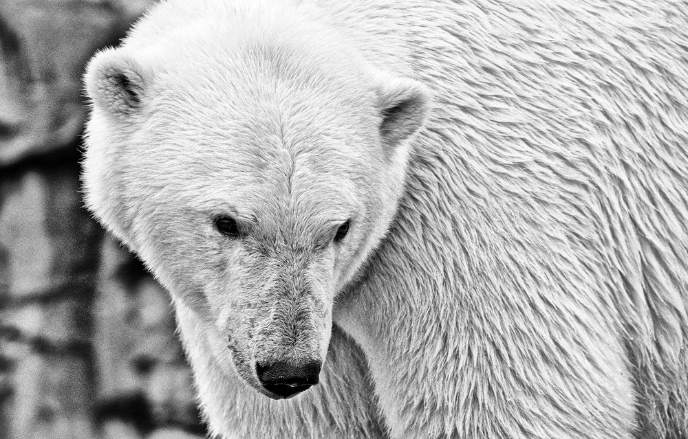 eisbär ..