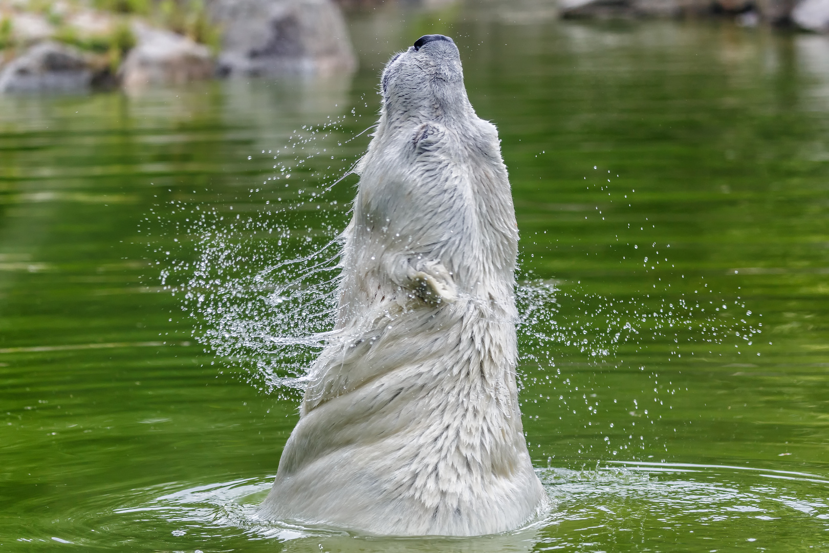 Eisbär