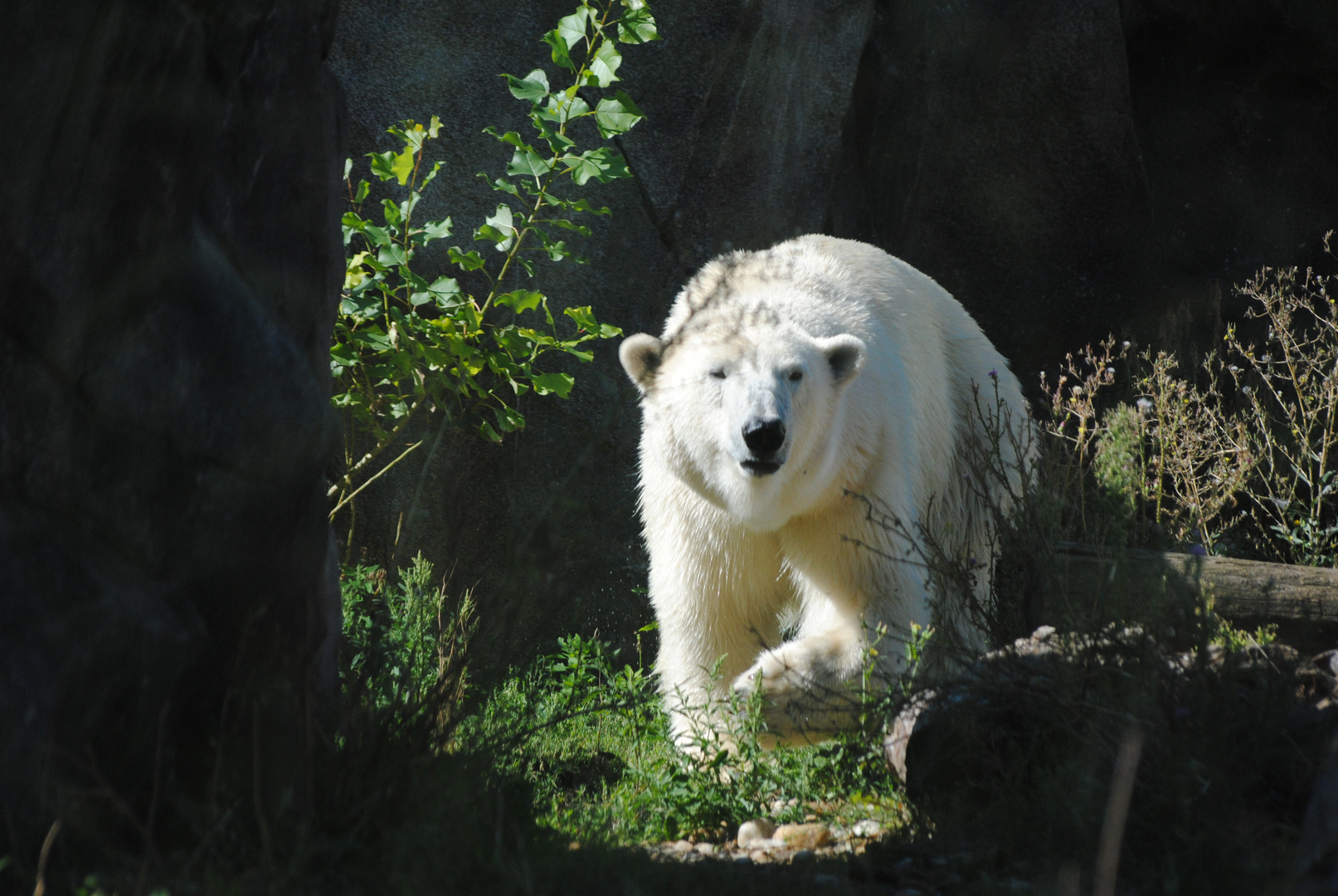 Eisbär