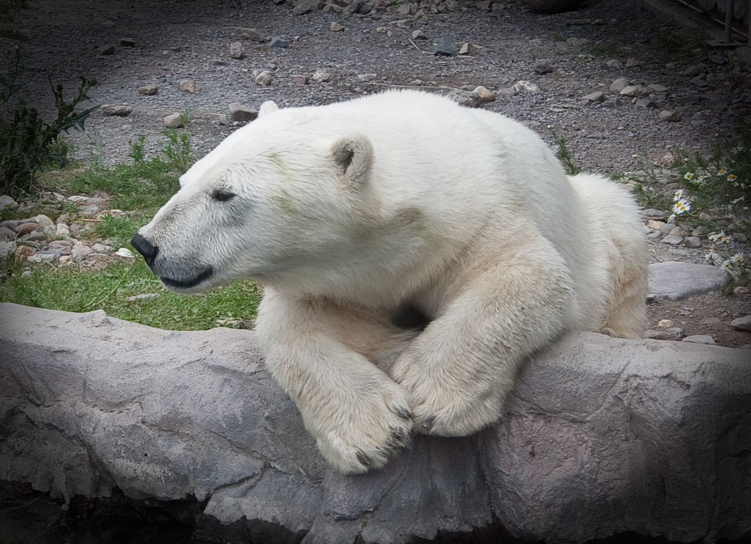 Eisbär