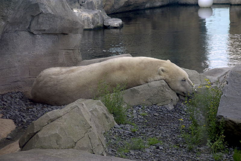 Eisbär