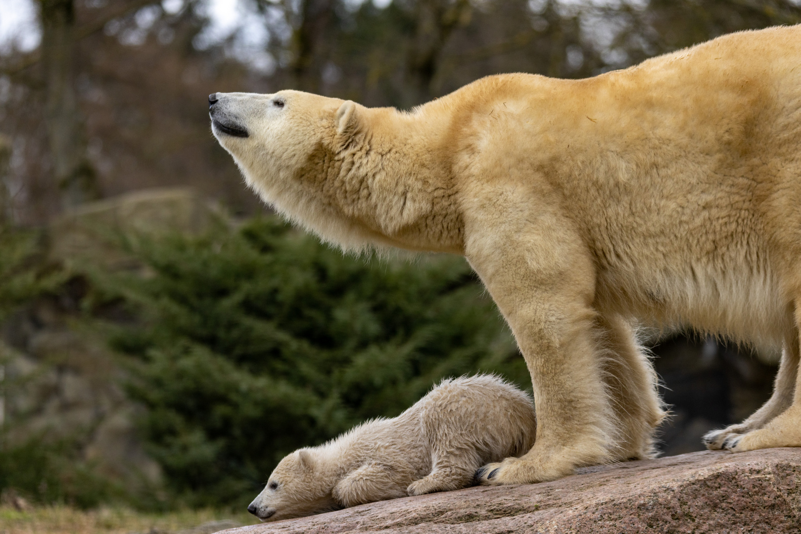 Eisbär