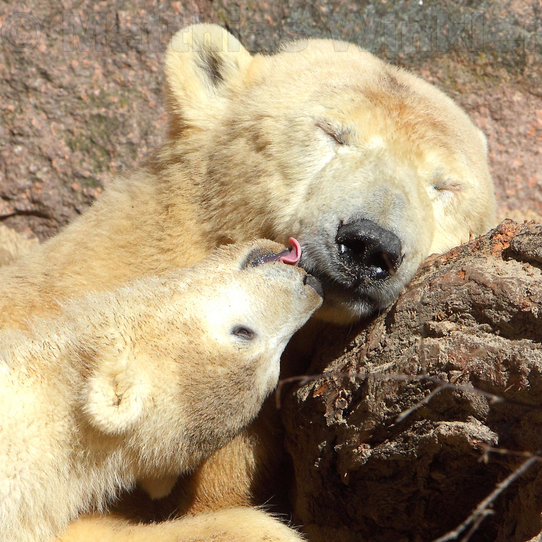 Eisbär-Baby Fiete schleckt Mamas Schnauze im Zoo Rostock