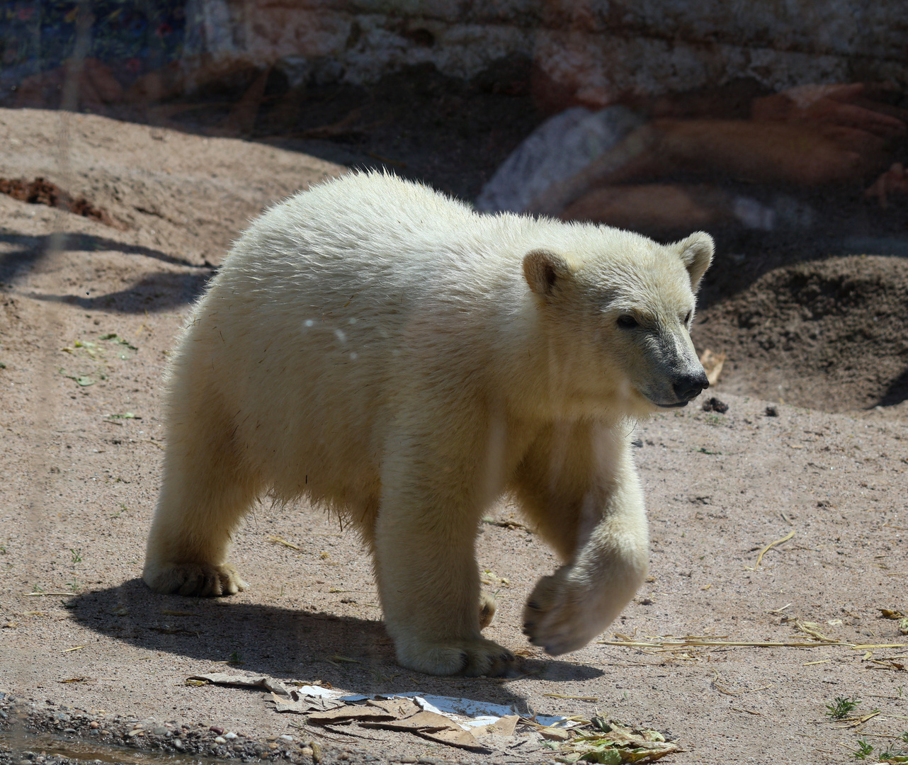Eisbär "Baby" Mika