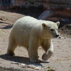 Eisbär "Baby" Mika