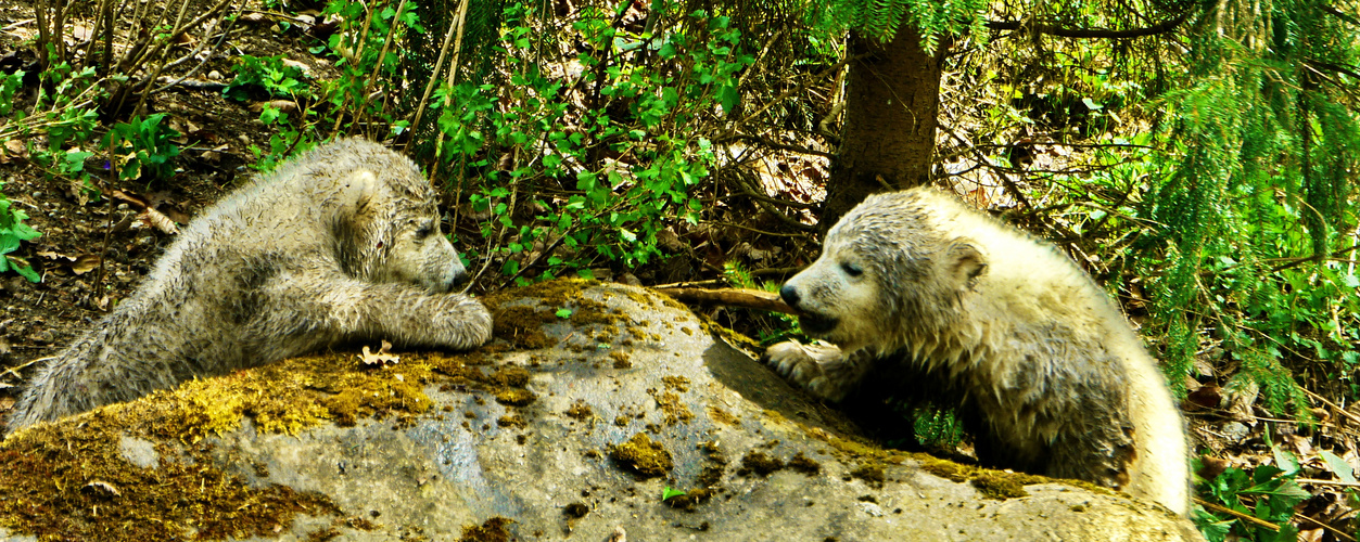 Eisbär-Babys beim Spielen