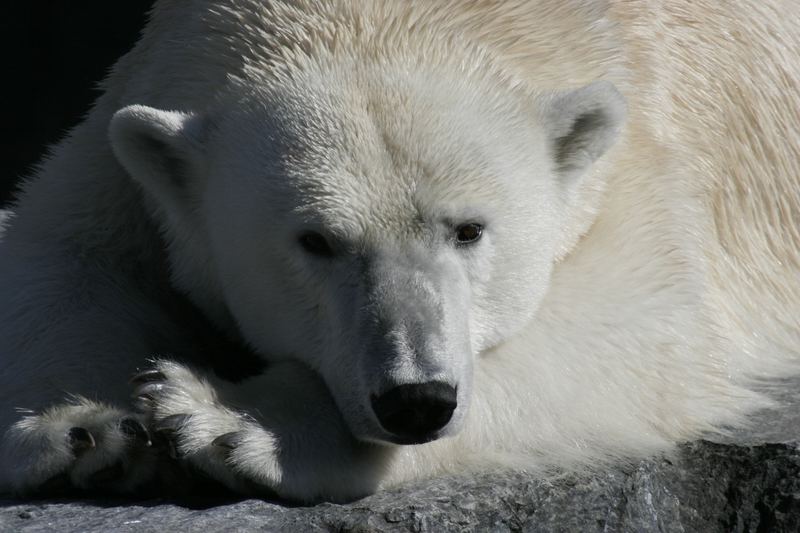 Eisbär, Bär, Raubtier, Fleischfresser, Futter, Fressen, Fisch