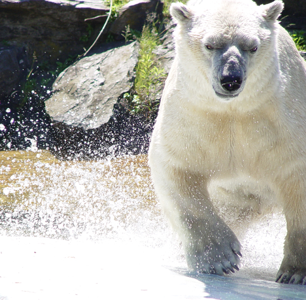 Eisbär