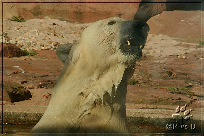 Eisbär