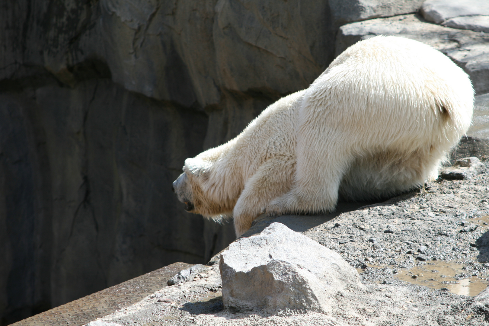 Eisbär