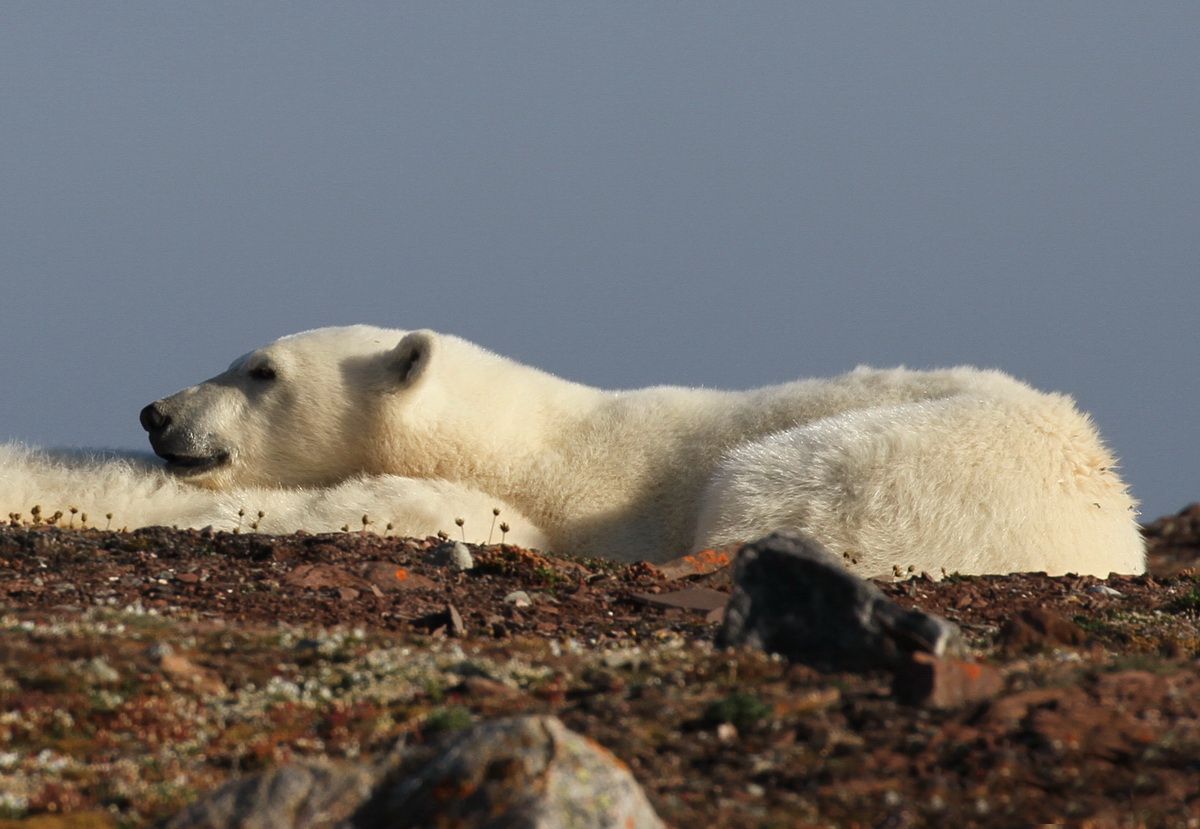 Eisbär