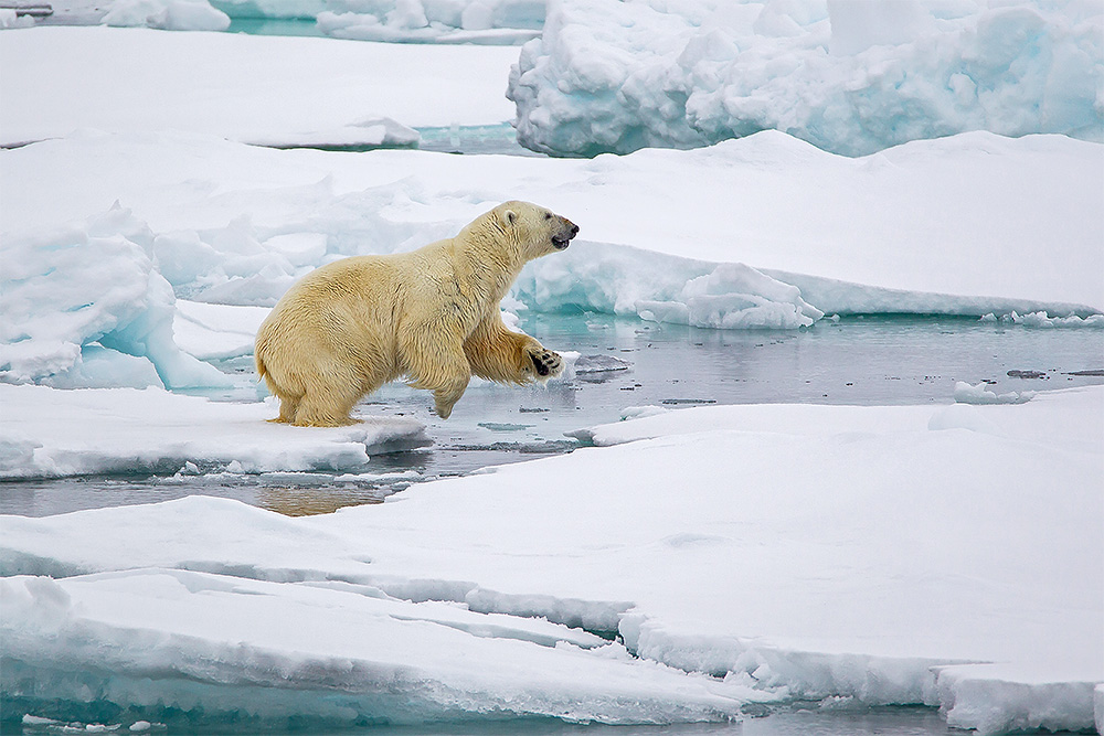 Eisbär bei Amsterdamøya