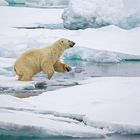 Eisbär bei Amsterdamøya