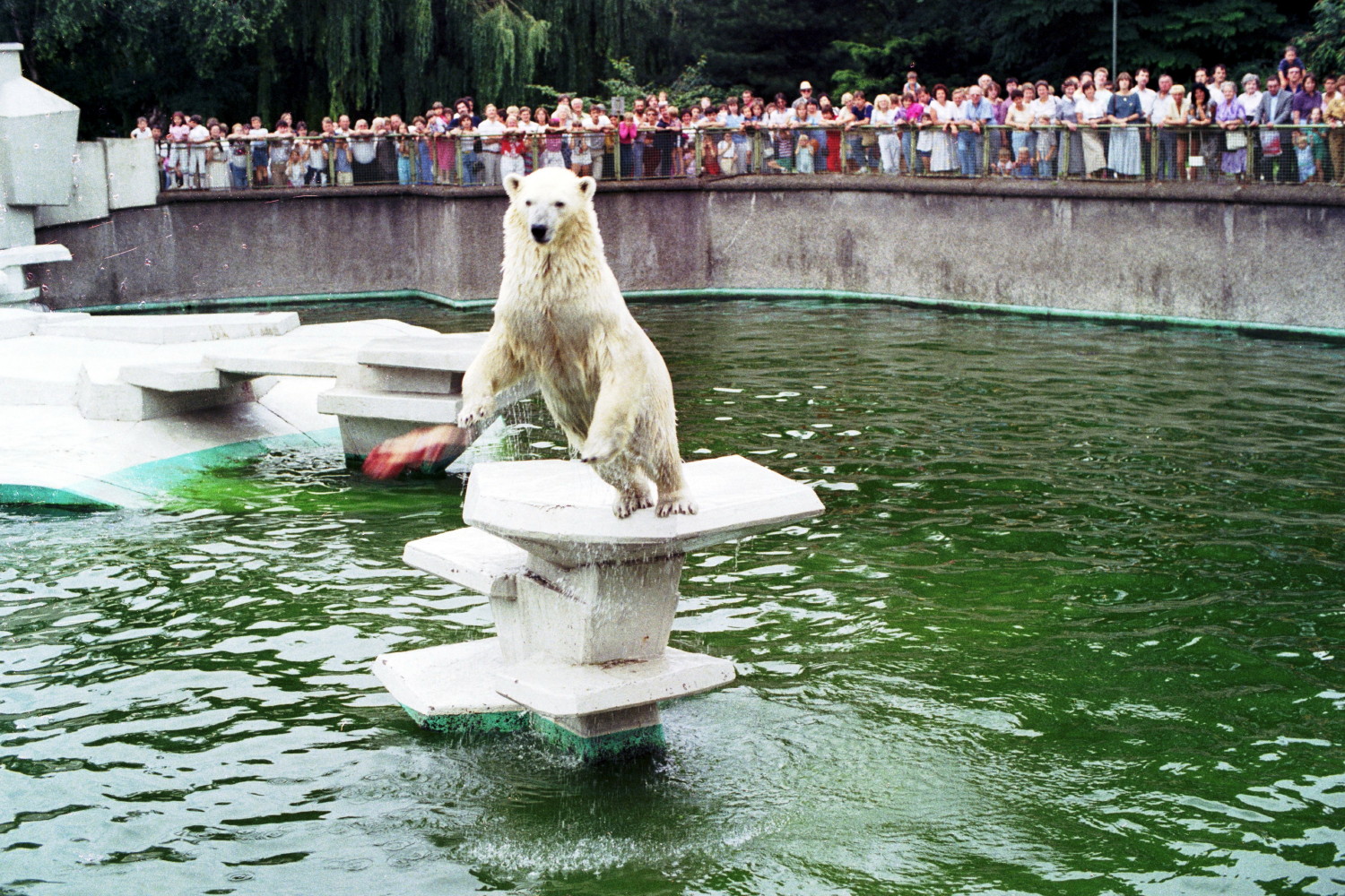 Eisbär bei der Fütterung (2)