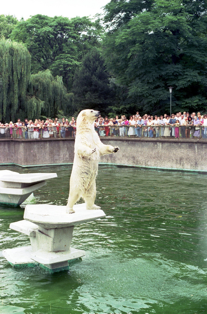 Eisbär bei der Fütterung (3)