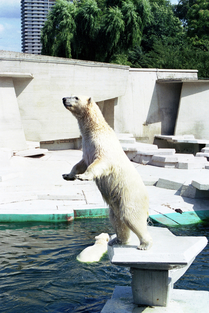 Eisbär bei der Fütterung