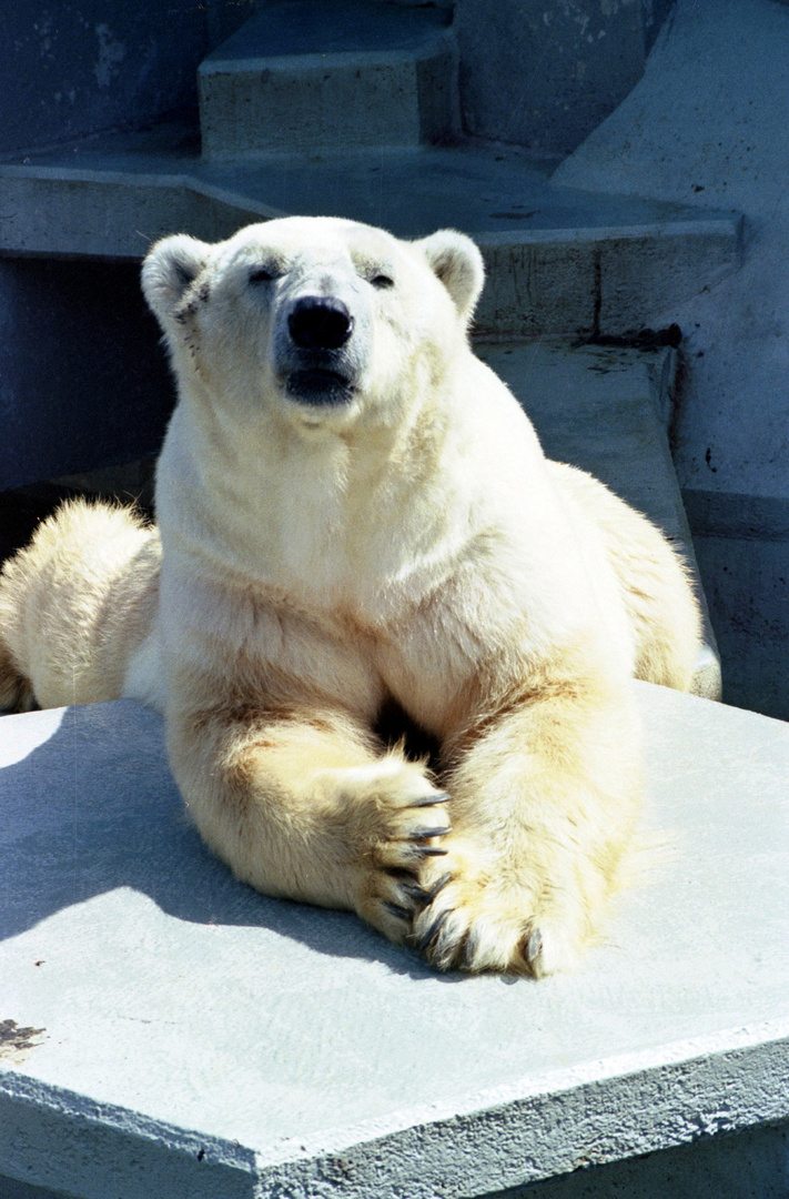 Eisbär bei der Mittagspause (2)